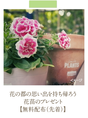 花の都の思い出を持ち帰ろう 花苗のプレゼント 【無料配布（先着）】
